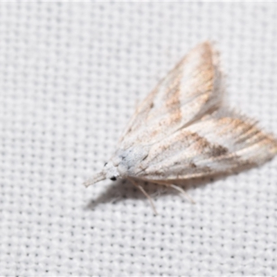 Nola paromoea (Divided Tuft-moth) at Jerrabomberra, NSW - 9 Oct 2024 by DianneClarke