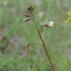 Grona varians (Slender Tick-Trefoil) at Conder, ACT - 7 Jan 2024 by MichaelBedingfield