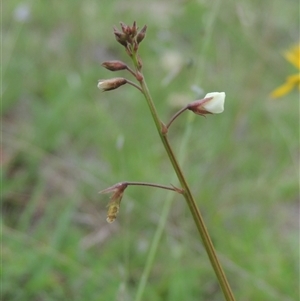 Grona varians at Conder, ACT - 7 Jan 2024 04:35 PM