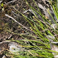 Isolepis subtilissima (Dwarf Clubsedge) at Googong, NSW - 9 Oct 2024 by JaneR