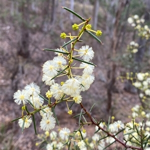 Acacia genistifolia at Bruce, ACT - 16 Jul 2024