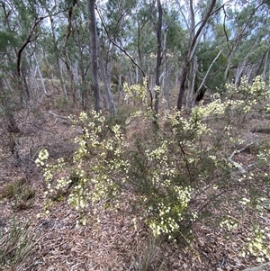 Acacia genistifolia at Bruce, ACT - 16 Jul 2024