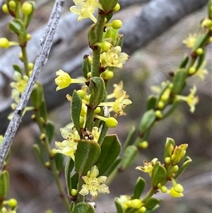 Phyllanthus occidentalis at Bruce, ACT - 16 Jul 2024