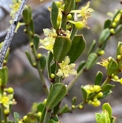 Phyllanthus occidentalis at Bruce, ACT - 16 Jul 2024 02:59 PM