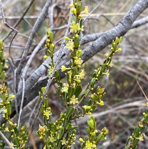 Phyllanthus occidentalis at Bruce, ACT - 16 Jul 2024 02:59 PM