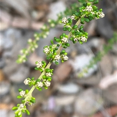 Olearia microphylla (Olearia) at Bruce, ACT - 16 Jul 2024 by Tapirlord