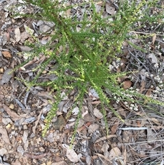 Olearia microphylla at Bruce, ACT - 16 Jul 2024