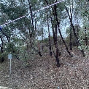 Eucalyptus sideroxylon at East Albury, NSW - 15 Jul 2024