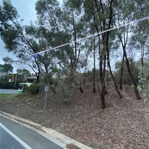 Eucalyptus sideroxylon at East Albury, NSW - 15 Jul 2024