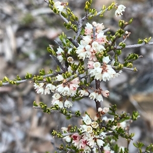 Cryptandra sp. Floriferous (W.R.Barker 4131) W.R.Barker at Bruce, ACT - 16 Jul 2024