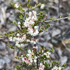 Cryptandra sp. Floriferous (W.R.Barker 4131) W.R.Barker at Bruce, ACT - 16 Jul 2024