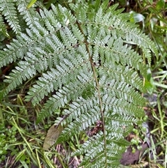 Hypolepis muelleri (Harsh Ground Fern, Swamp Bracken) at Upper Ferntree Gully, VIC - 14 Jul 2024 by Tapirlord