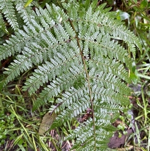 Hypolepis muelleri at Upper Ferntree Gully, VIC - 14 Jul 2024