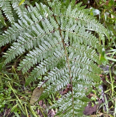 Hypolepis glandulifera at Upper Ferntree Gully, VIC - 14 Jul 2024 by Tapirlord