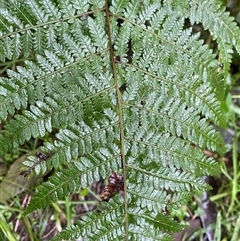 Hypolepis muelleri at Upper Ferntree Gully, VIC - 14 Jul 2024