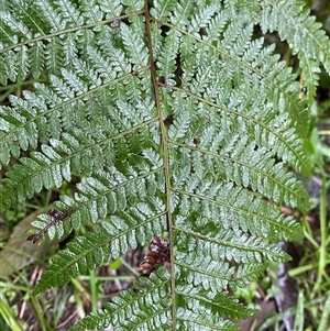 Hypolepis muelleri at Upper Ferntree Gully, VIC - 14 Jul 2024