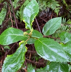 Hedycarya angustifolia (Austral Mulberry) at Tremont, VIC - 14 Jul 2024 by Tapirlord