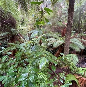 Hedycarya angustifolia at Tremont, VIC - 14 Jul 2024