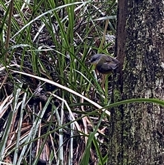 Eopsaltria australis (Eastern Yellow Robin) at Tremont, VIC - 14 Jul 2024 by Tapirlord