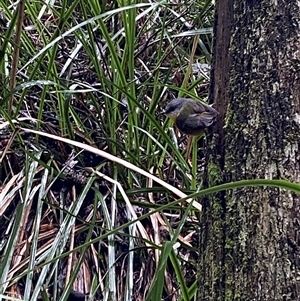 Eopsaltria australis at Tremont, VIC - 14 Jul 2024