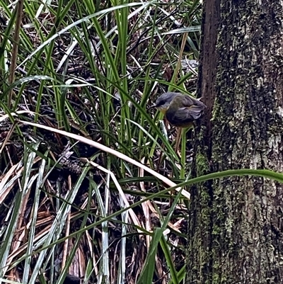 Eopsaltria australis (Eastern Yellow Robin) at Tremont, VIC - 14 Jul 2024 by Tapirlord