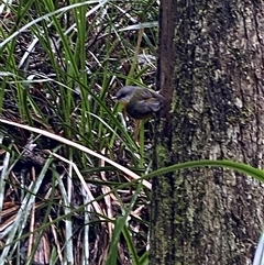 Eopsaltria australis at Tremont, VIC - 14 Jul 2024