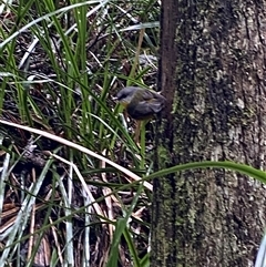 Eopsaltria australis at Tremont, VIC - 14 Jul 2024 11:02 AM