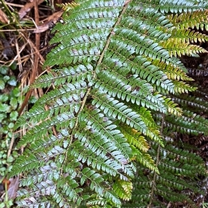 Polystichum proliferum at Tremont, VIC - 14 Jul 2024