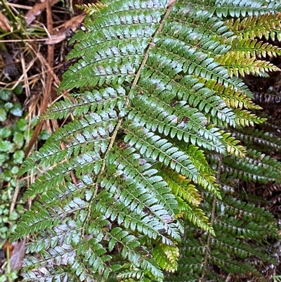 Polystichum proliferum (Mother Shield Fern) at Tremont, VIC - 14 Jul 2024 by Tapirlord