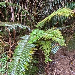 Polystichum proliferum at Tremont, VIC - 14 Jul 2024 11:01 AM