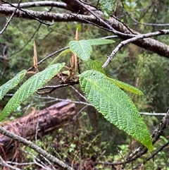 Pomaderris aspera (Hazel Pomaderris) at Tremont, VIC - 14 Jul 2024 by Tapirlord