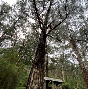 Eucalyptus obliqua at Tremont, VIC - 14 Jul 2024