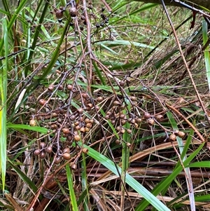 Eucalyptus obliqua at Tremont, VIC - 14 Jul 2024