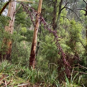 Lepidosperma elatius (Tall Sword-sedge) at Tremont, VIC by Tapirlord