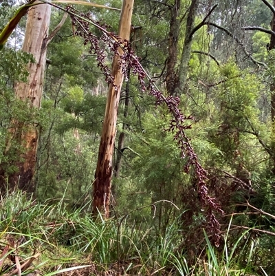 Lepidosperma elatius (Tall Sword-sedge) at Tremont, VIC - 14 Jul 2024 by Tapirlord