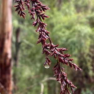 Lepidosperma elatius at Tremont, VIC - 14 Jul 2024