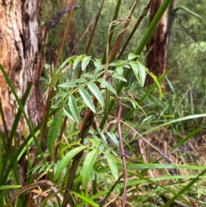 Pandorea pandorana at Tremont, VIC - 14 Jul 2024 11:00 AM