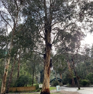 Eucalyptus cypellocarpa at Tremont, VIC - 14 Jul 2024 10:54 AM