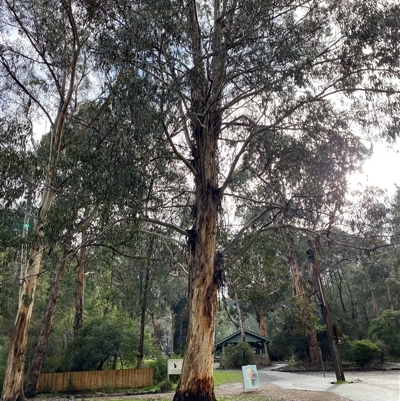 Eucalyptus cypellocarpa (Monkey Gum, Mountain Grey Gum) at Tremont, VIC - 14 Jul 2024 by Tapirlord