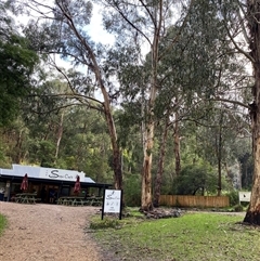 Eucalyptus cypellocarpa at Tremont, VIC - 14 Jul 2024 10:54 AM