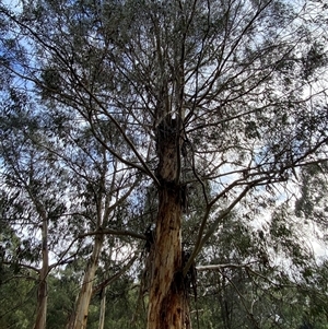 Eucalyptus cypellocarpa at Tremont, VIC - 14 Jul 2024 10:54 AM