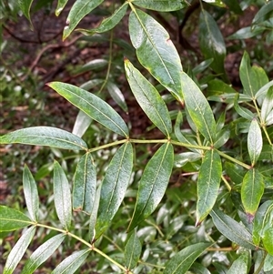 Polyscias sambucifolia subsp. Long leaflets (P.G.Neish 208) Vic. Herbarium at Tremont, VIC by Tapirlord