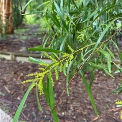 Acacia floribunda (White Sally Wattle, Gossamer Wattle) at Tremont, VIC - 14 Jul 2024 by Tapirlord