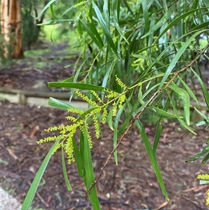 Acacia floribunda (White Sally Wattle, Gossamer Wattle) at Tremont, VIC by Tapirlord