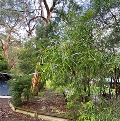 Acacia floribunda at Tremont, VIC - 14 Jul 2024