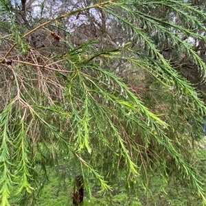 Melaleuca armillaris (Bracelet Honey Myrtle) at Tremont, VIC by Tapirlord