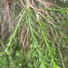 Melaleuca armillaris at Tremont, VIC - 14 Jul 2024