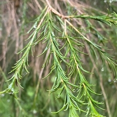 Melaleuca armillaris at Tremont, VIC - 14 Jul 2024 10:53 AM
