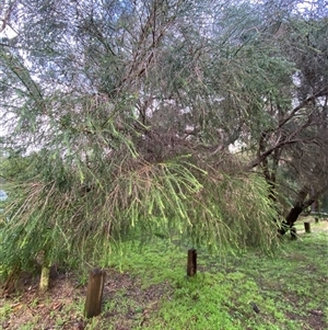 Melaleuca armillaris at Tremont, VIC - 14 Jul 2024