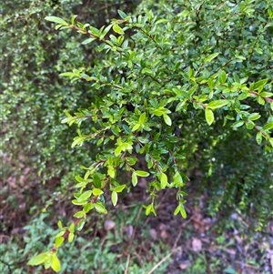 Coprosma quadrifida (Prickly Currant Bush, Native Currant) at Upper Ferntree Gully, VIC by Tapirlord